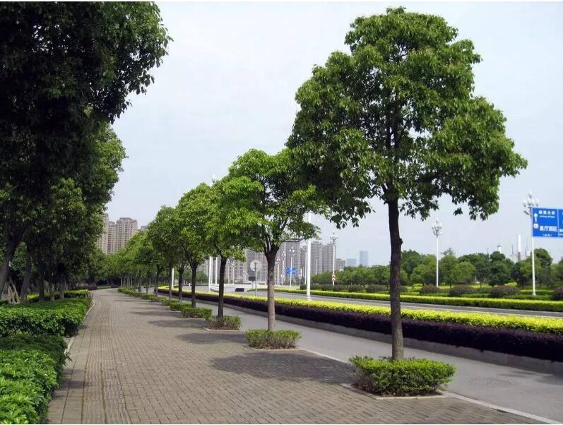 带内种植树木和绿篱,布置花坛,林荫步道,街心花园以及建筑物前的绿化