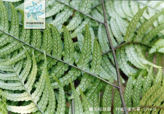  p>镰羽短肠蕨( a target="_blank" href="/item/学名/8074290" data