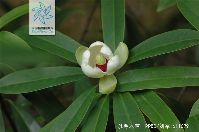 p>乳源木莲(学名 i>manglietia yuyuanensis/i>law)是木兰科