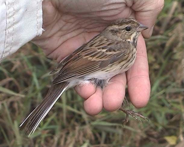  p>灰头鹀(学名: i>emberiza spodocephala /i>):属小型 a target="