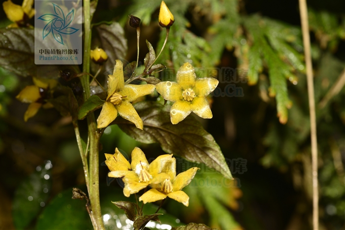  p>川香草(学名:lysimachia wilsonii hemsl.