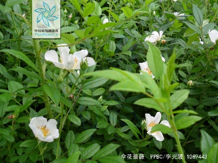  p>伞花蔷薇(学名: i>rosa maximowicziana /i> regel)有刺小 a href=