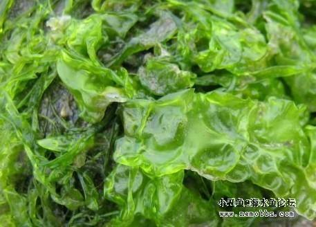 石莼（石莼目石莼科植物）_百度百科