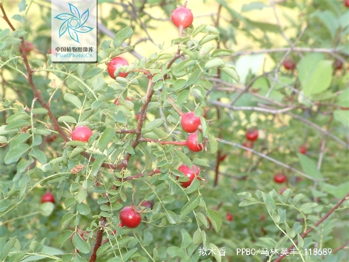  p>拟木香(学名: i>rosa banksiopsis baker /i>)是一种 a href="#"