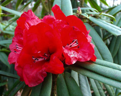 p>芒刺杜鹃(学名: i>rhododendron strigillosum /i> franch.
