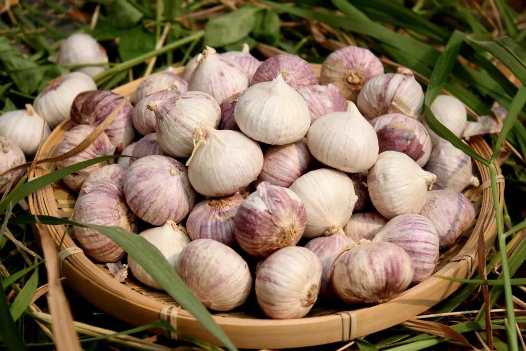 data-lemmaid="8745626">温江区 /a>特产,中国国家地理标志产品