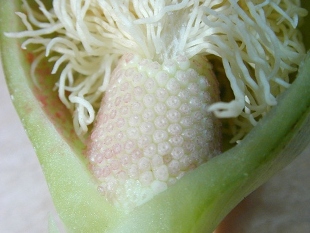  p>犁头尖,中药名.