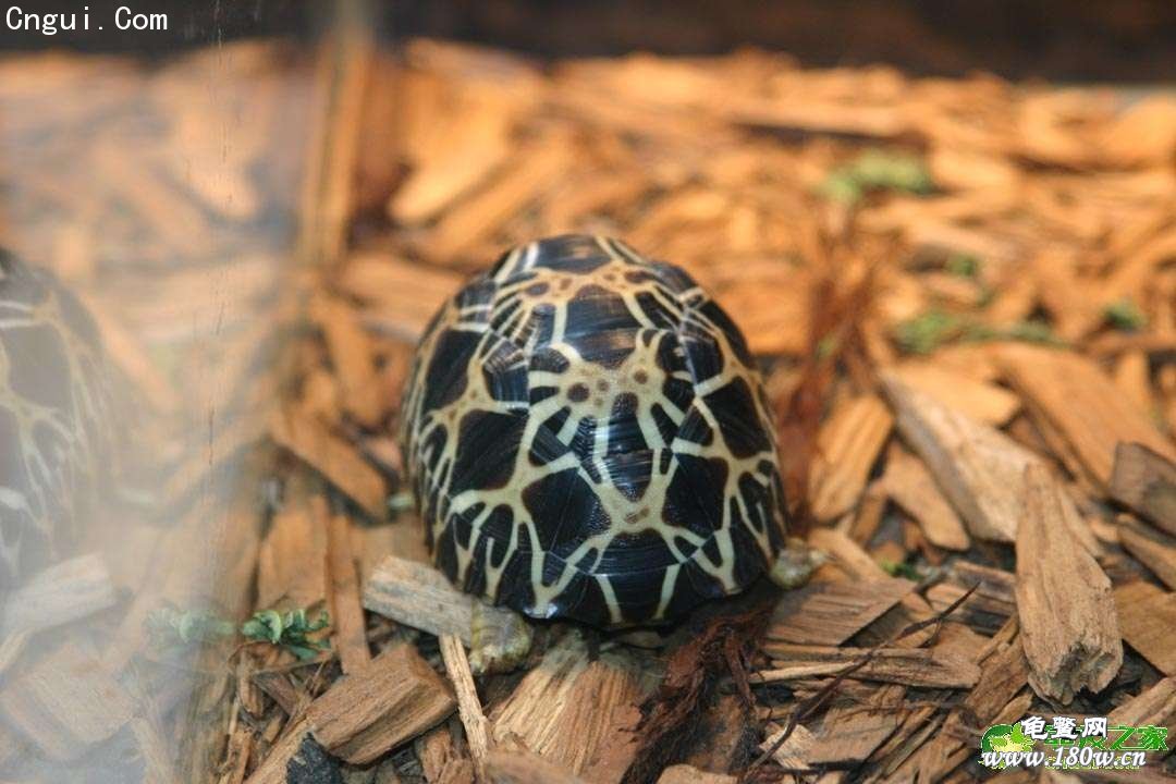  p>马达加斯加共和国(the republic of madagascar),简称马达加斯加.