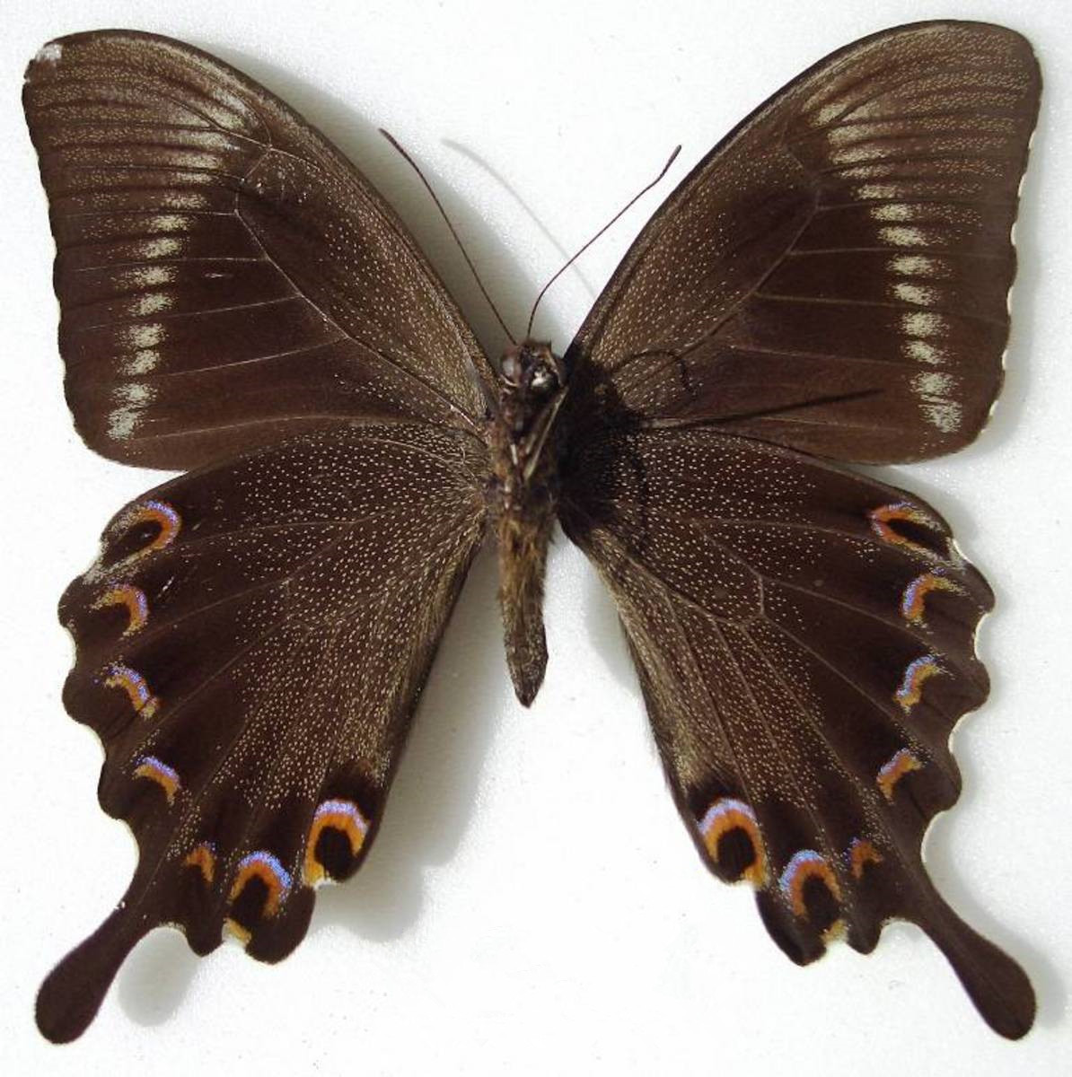  p>巴黎翠凤蝶(学名: i>papilio paris /i>)中型凤蝶,躯体黑褐色,散布