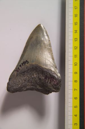  p>大鲭鲨,  鱼类化石,化石发现于新疆喀什(塔里木盆地),形成于古近纪