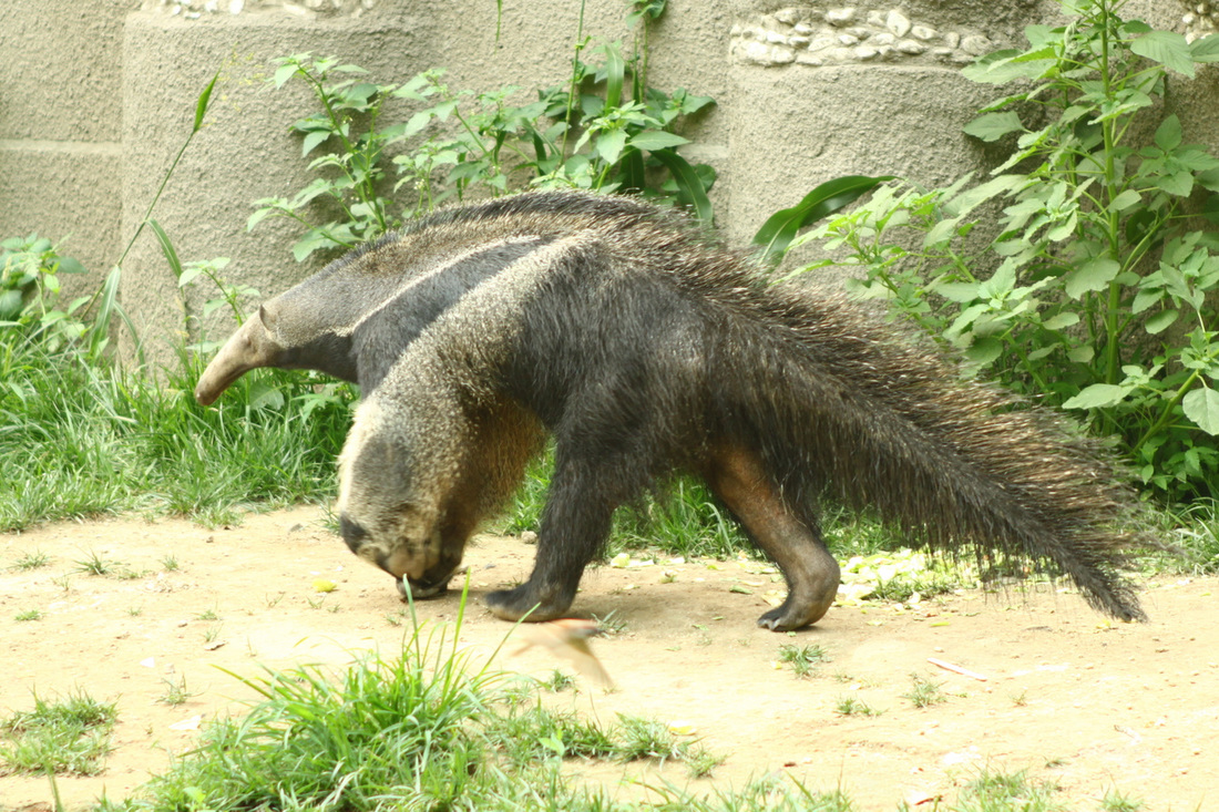  p>披毛目(学名:pilosa)是胎盘类哺乳动物下的一个目.