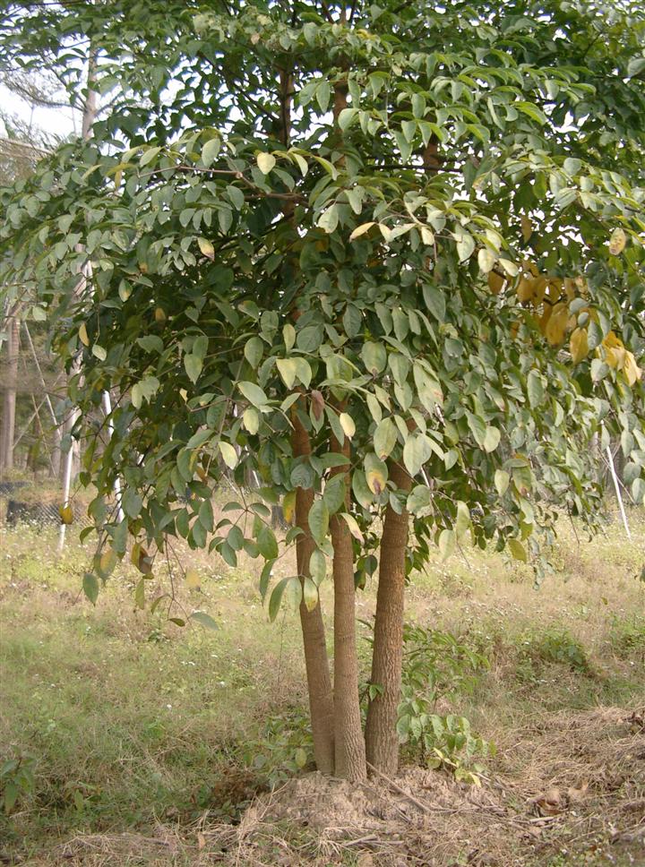  p>亮叶幌伞枫,(拉丁学名:heteropanax nitentifolius hoo),为五加科