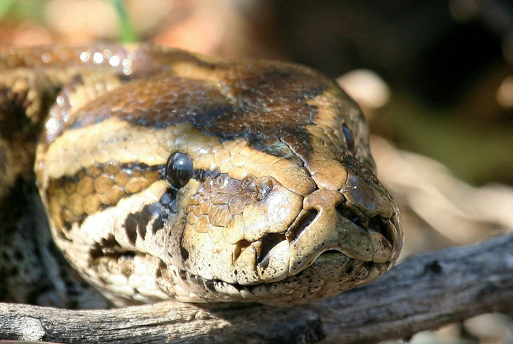 非洲岩蟒