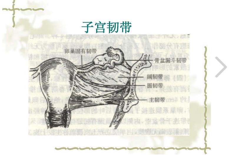 子宫韧带
