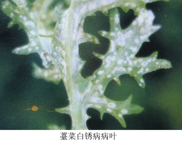 p>寄生霜霉芸薹属变种,分甘蓝型和白菜型两个生理小种,属鞭毛菌亚门