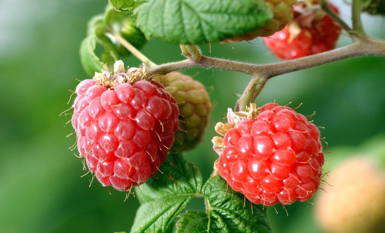 rubus glabricarpus cheng)是蔷薇科悬钩子属的植物,落叶灌木,茎直立