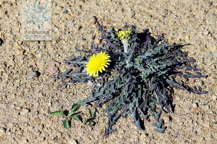  p>芥叶蒲公英为 a href="#">菊科 /a> a href="#">蒲公英属 /a>的