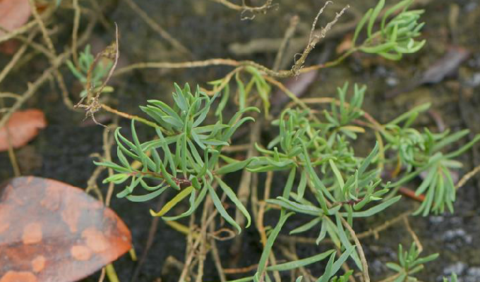  p>碱蓬属(学名:suaeda)是藜科下一个属,一年生或多年生 a target="