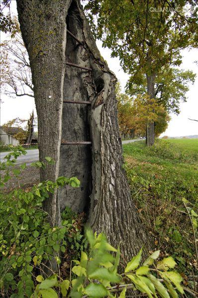  p>夏栎(学名: i>quercus robur /i> l.