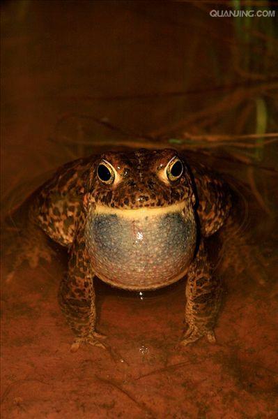  p>蟾蜍,也叫 a target="_blank" href="/item/蛤蟆/3359815" data