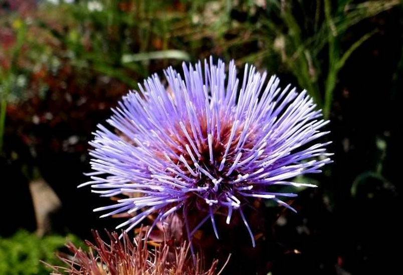 p>刺苞蓟(学名:cirsium henryi (franch.