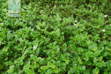 刺齿泥花草 百度百科