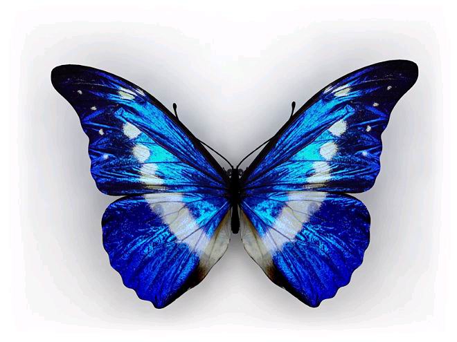 polyphemus (westwood, 1850),鳞翅目,蛱蝶科,闪蝶属的一种蝴蝶