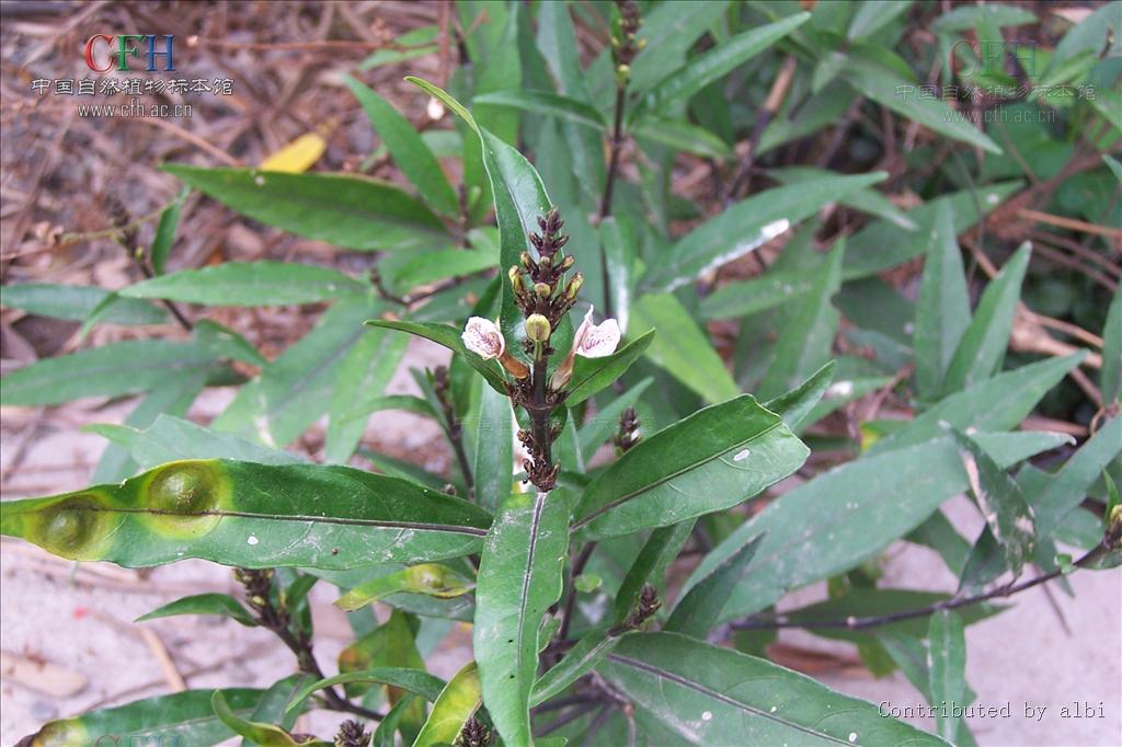  p>驳骨草属, a target="_blank" href="/item/爵床科/8251192" data