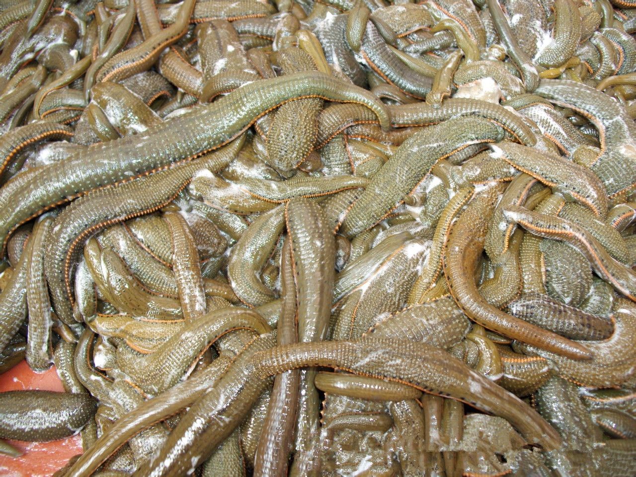  p>柬埔寨食人水蛭又称"女皇水蛭"或"蛭母",属 a target="_blank"