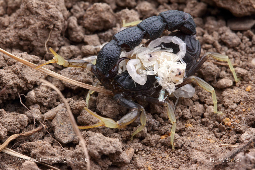  p>埃及柱尾蝎,最小的蝎子之一,生活在干燥的沙漠,产地环境沙,日间
