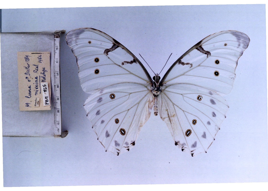  p>大白闪蝶(学名:morpho luna),鳞翅目 a href="#">蛱蝶科 /a>闪蝶属