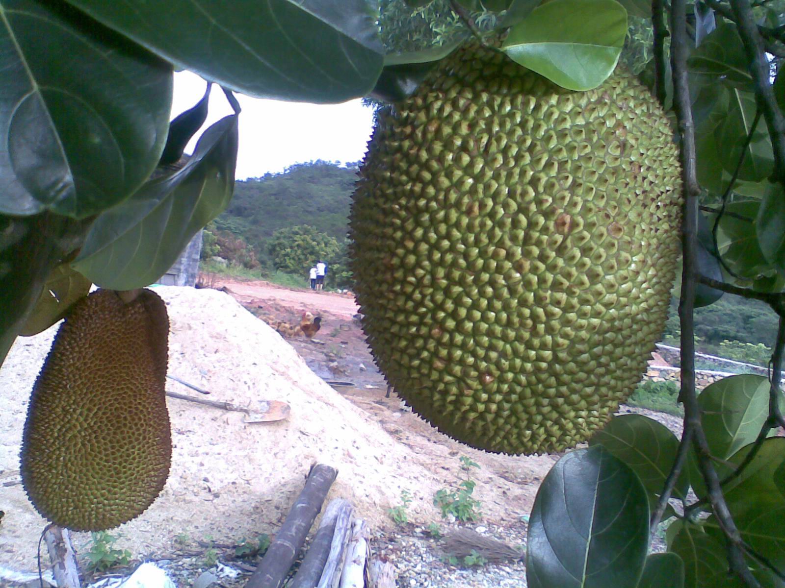  p>尖蜜拉(champedak),又名小木菠萝,是桑科木菠萝属植物,原产于