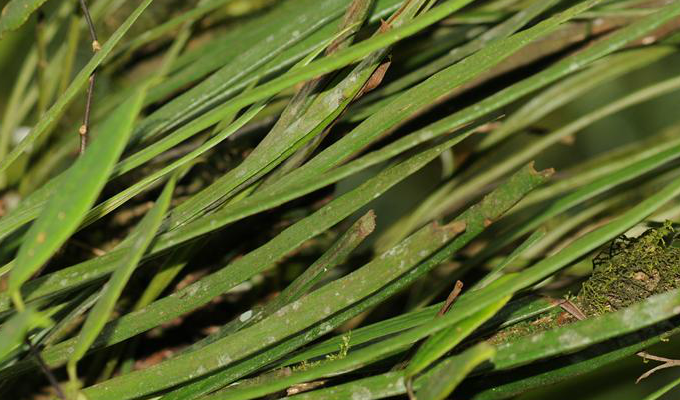  p>带状书带蕨分布于 a href="#" data-lemmaid="162679">广西 /a>(凌