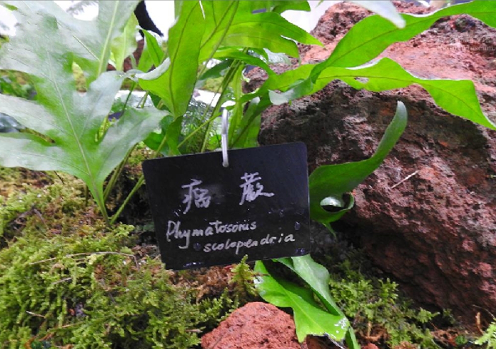 serm)是龙骨科,瘤蕨属 a href="#" data-lemmaid="4028806">附生 /a>