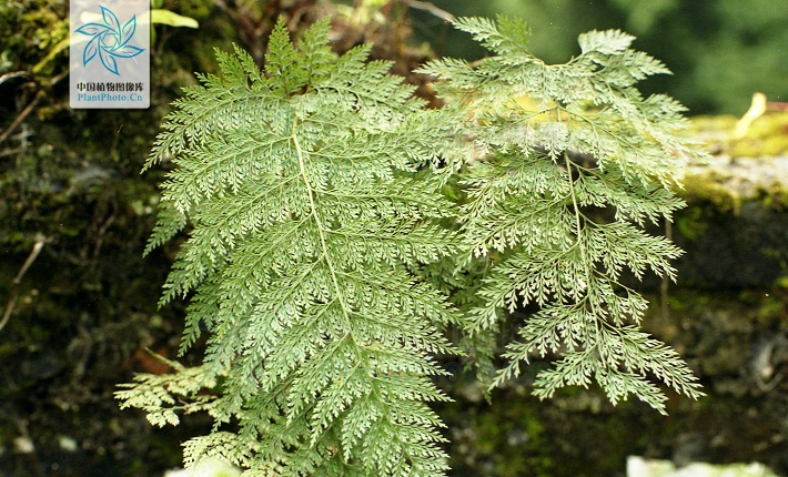 lithostegia foeniculacea (hook.) ching