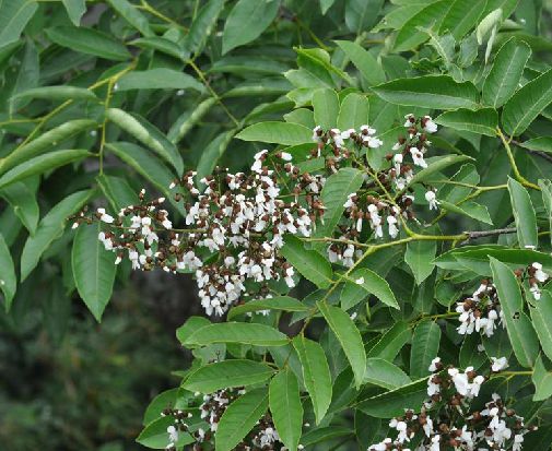  p>翅荚香槐 (学名: i>cladrastis platycarpa /i> (maxim.