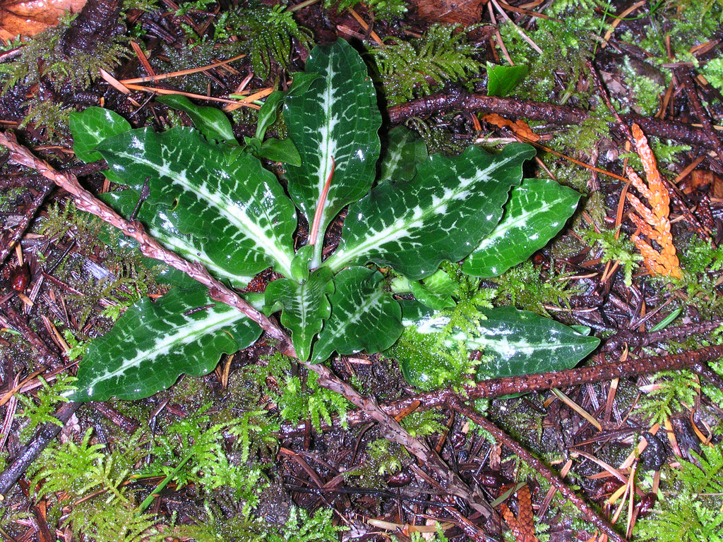  p>斑叶兰属 i>(goodyera /i>r.br.