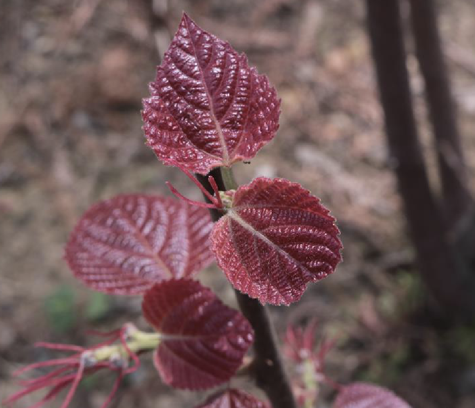 是的,红小娘红细娘红心小娘红背娘潮汕红灵丹红丹树红骨白鹤树红帽顶