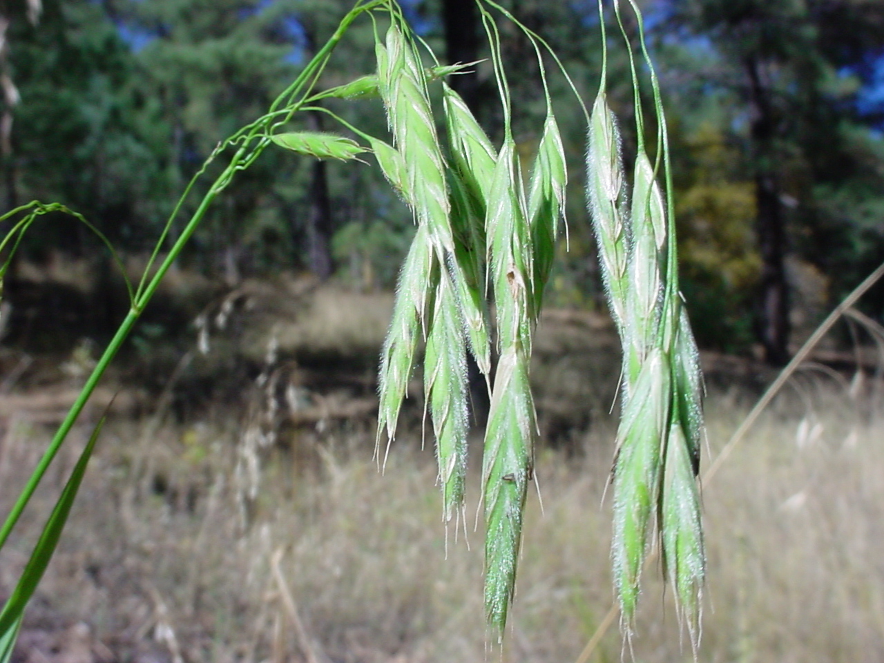 是禾本科雀麦属植物,多年生中生禾草.