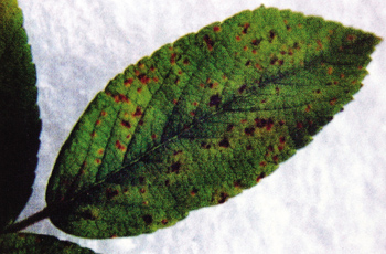 puccinia pygmaea