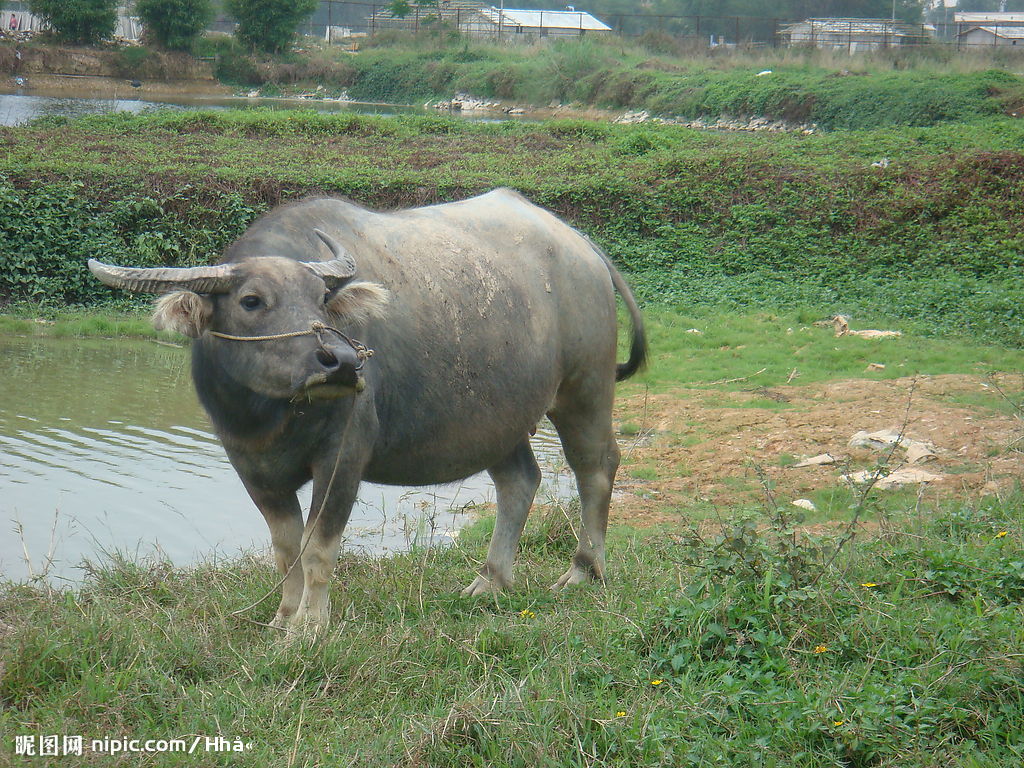 中国水牛