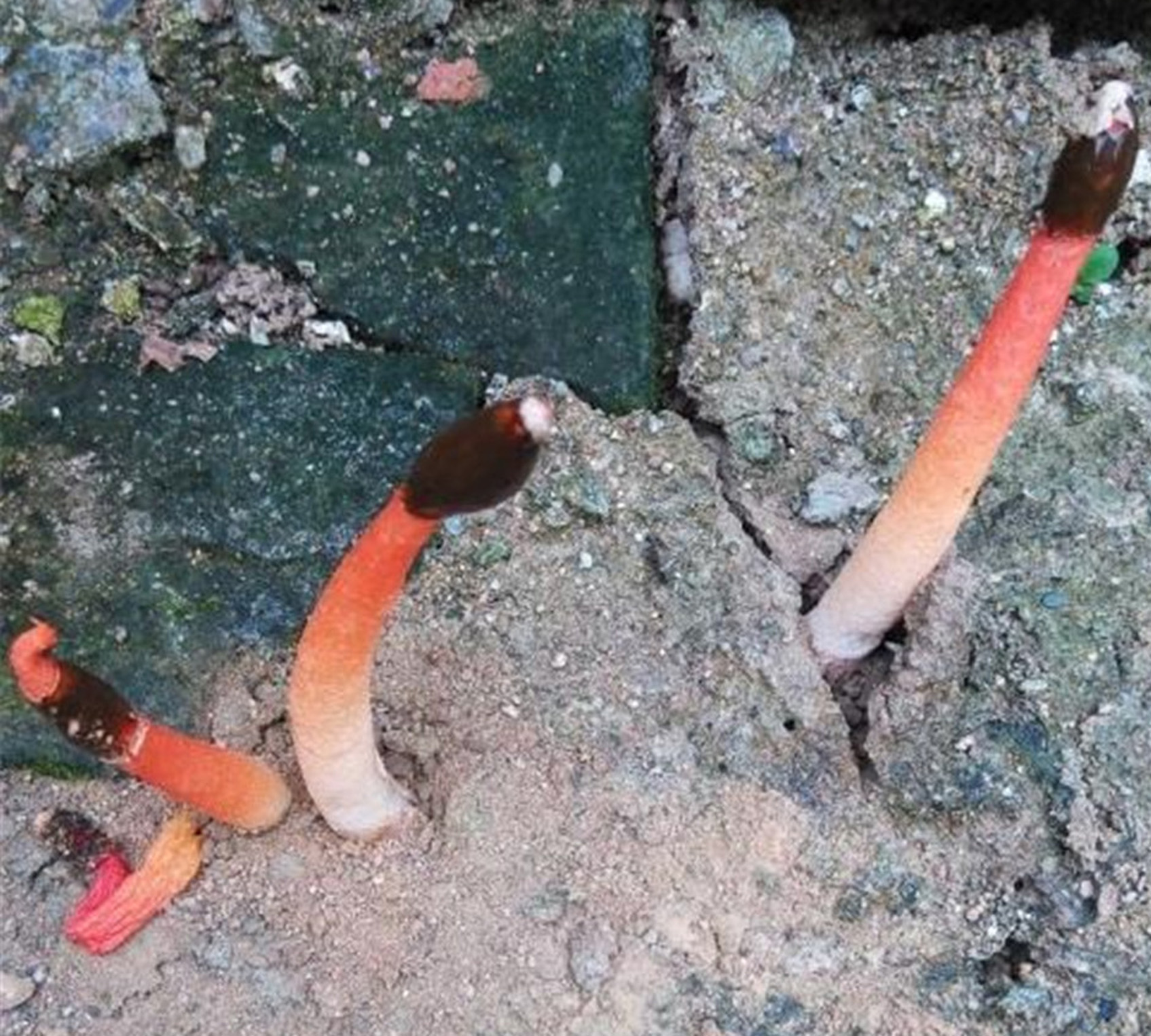  p>蛇头菌学名为"mutinus caninus",可以称得上是最丑陋的菌类.