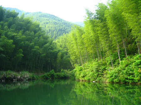 竹（禾本科竹亚科植物）_百度百科