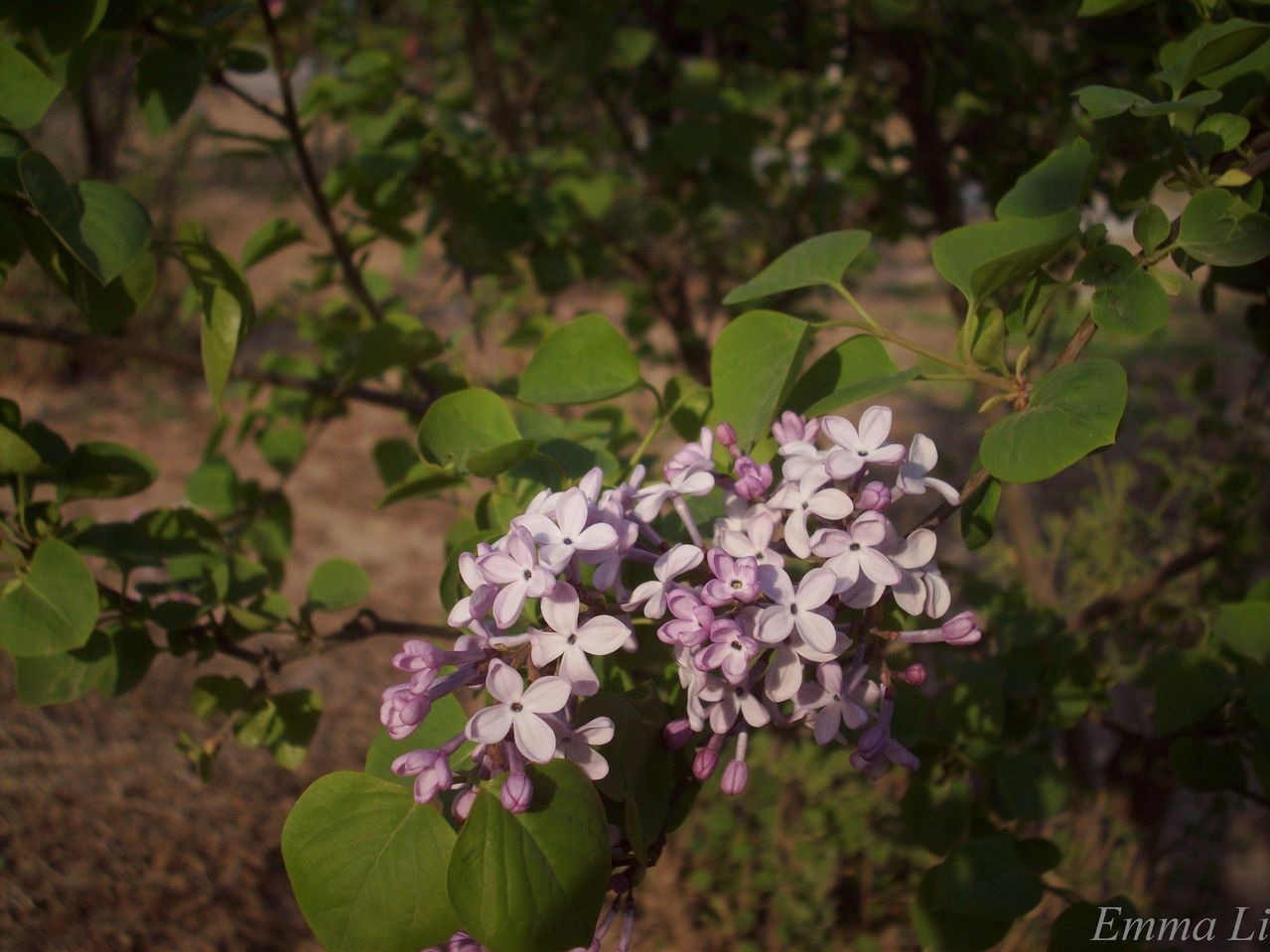  p> b>暴马丁香 /b>(学名: i>syringa reticulata /i> (blume) h.
