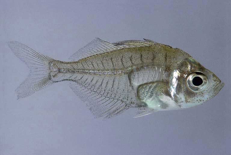  p data-id="gnanrg6daj">玻鱼 glassfish (glass perch)亦称玻璃鱼