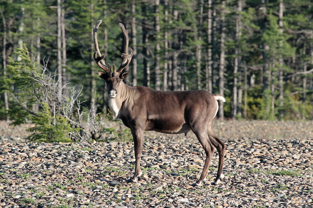  p>东北马鹿(学名:cervus elaphus xanthopygus)是马鹿的亚种之一