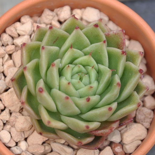  p>青椒是景天科拟石莲属 a target="_blank" href="/item/多肉植物