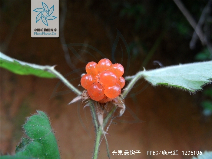  p>光果悬钩子(学名:rubus glabricarpus cheng)是蔷薇科悬钩子属的
