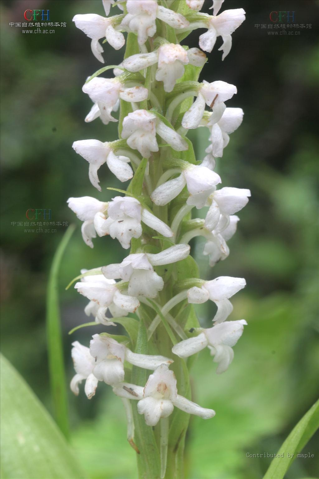  p data-id="gnb0luwjsz">西南手参( i>gymnade