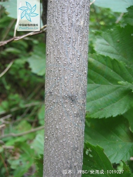  p>瓜木(学名: i>alangium platanifolium /i> (sieb. et zucc.